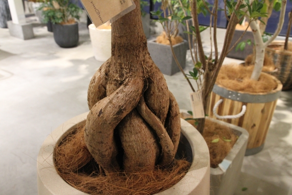 ボトルツリー – 商品カタログ