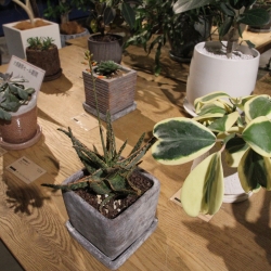 アロエ 商品カタログ