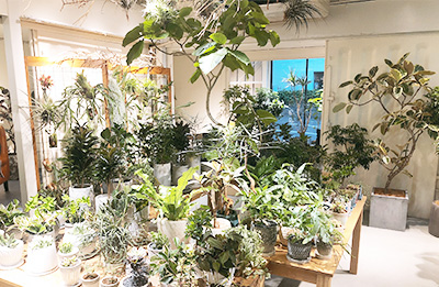 Green Houseのご案内 観葉植物 インテリアグリーンショップのyaomoku