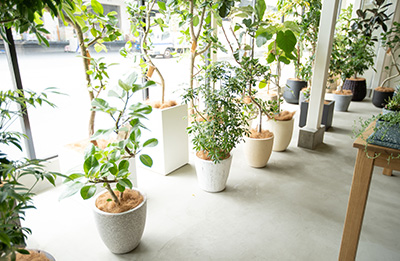 Green Houseのご案内 観葉植物 インテリアグリーンショップのyaomoku Green Houseのご案内 観葉植物 インテリアグリーンショップのyaomoku